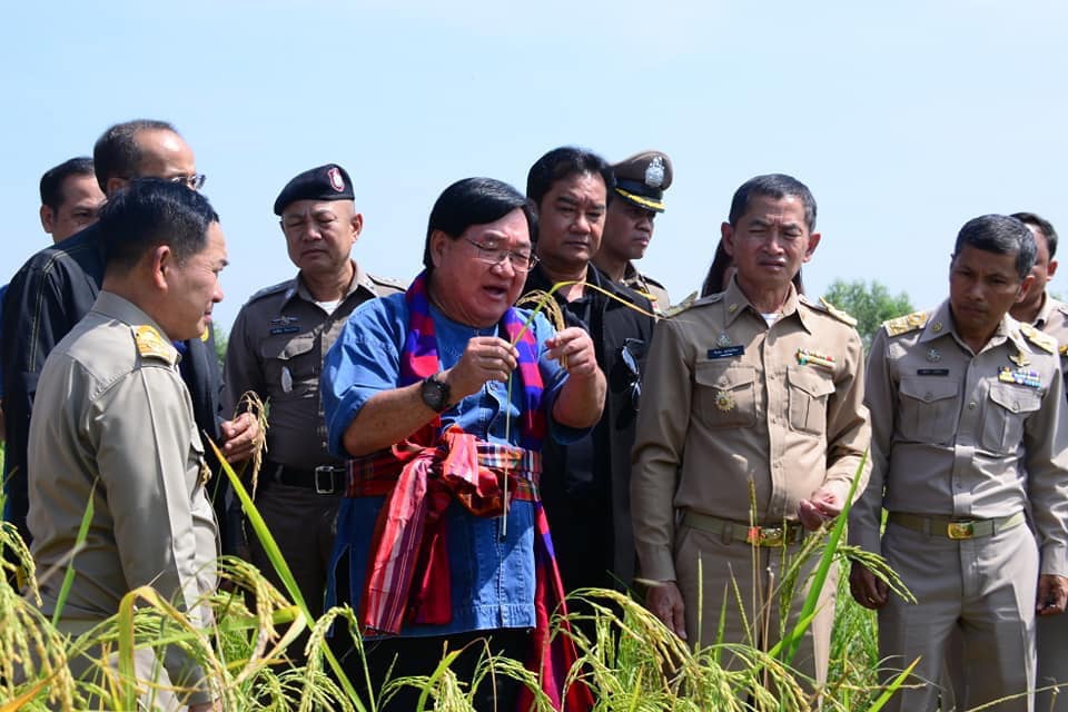 ตรวจติดตามสถานการณ์การระบาดของโรคไหม้คอรวงข้าว