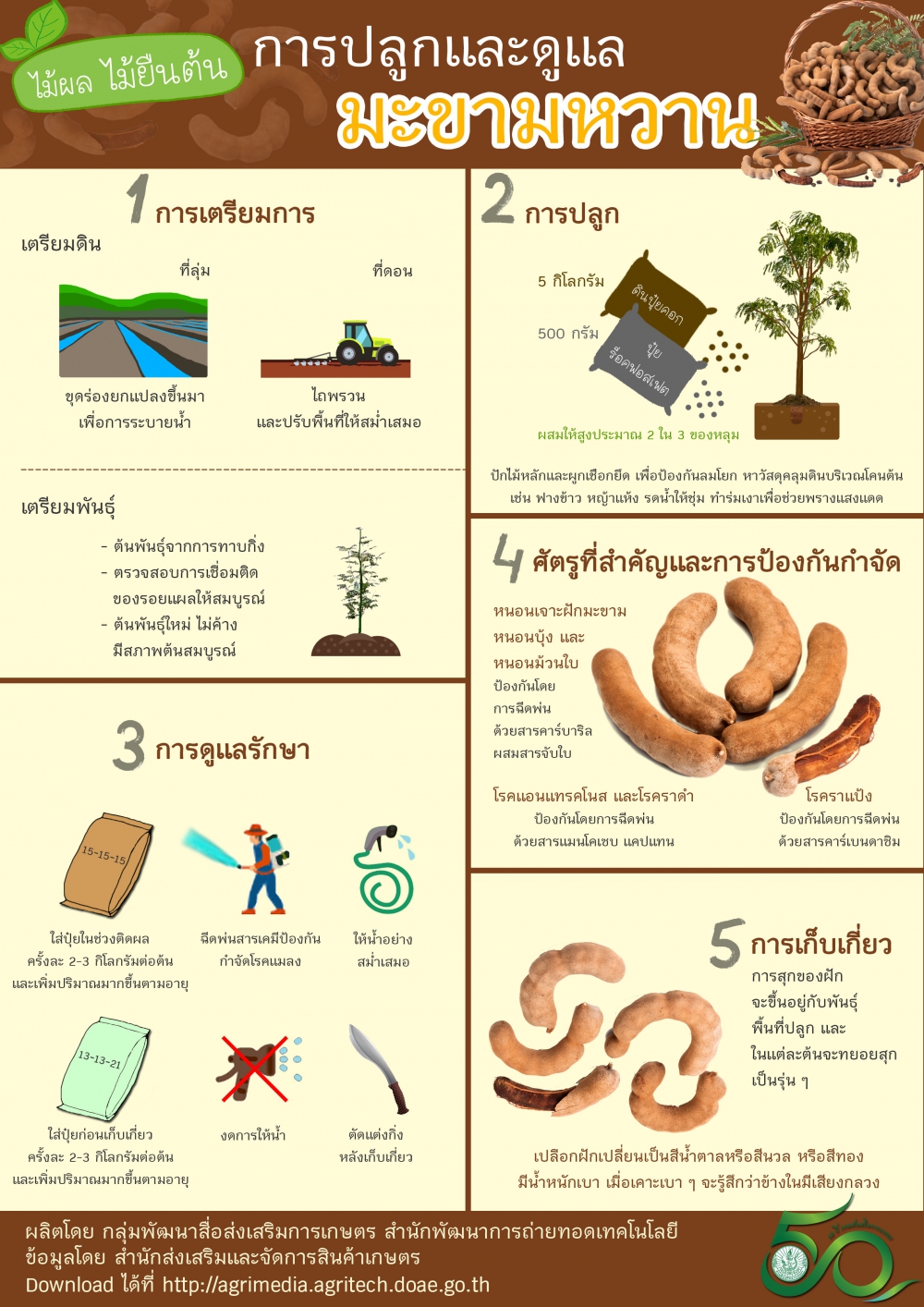 การปลูกและดูแลมะขามหวาน