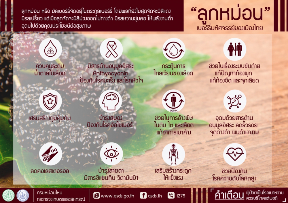 ลูกหม่อน เบอร์รี่มหัศจรรย์ของเมืองไทย