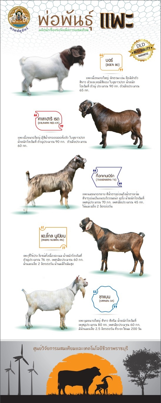 พ่อพันธุ์แพะ