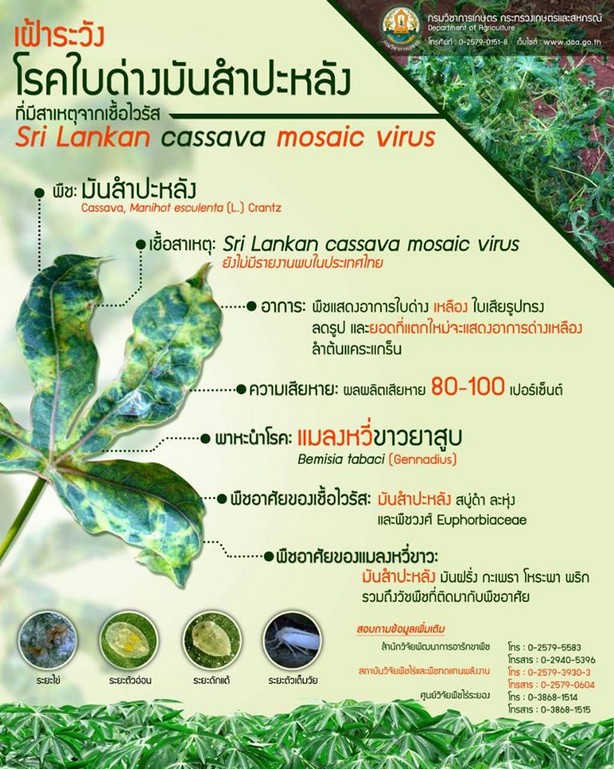 เฝ้าระวังโรคใบด่างมันสำปะหลัง