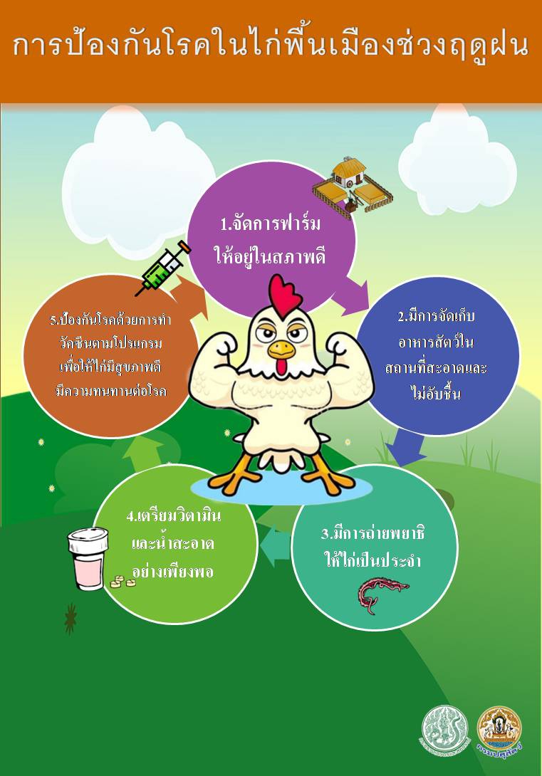 การป้องกันโรคไก่พื้นเมืองช่วงฤดูฝน