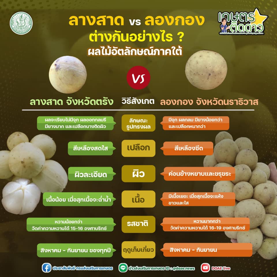 ลางสาด vs ลองกอง ต่างกันอย่างไร