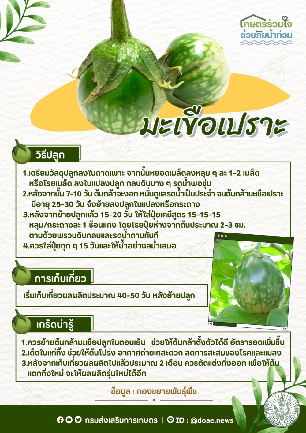 วิธีการปลูกและดูแล มะเขือเปราะ