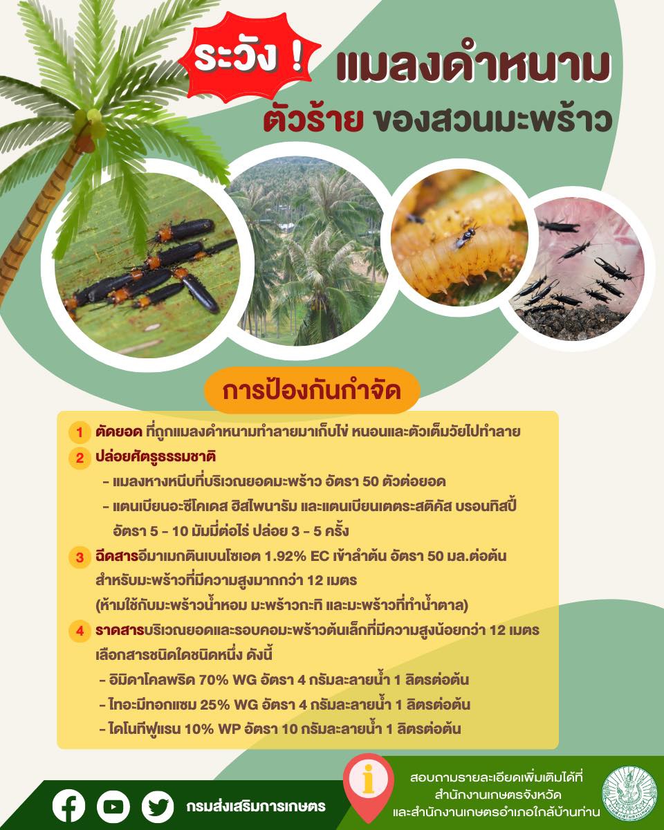 แมลงดำหนาม ศัตรูตัวร้ายของมะพร้าว