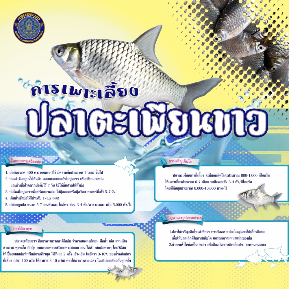 การเพาะเลี้ยงปลาตะเพียนขาว