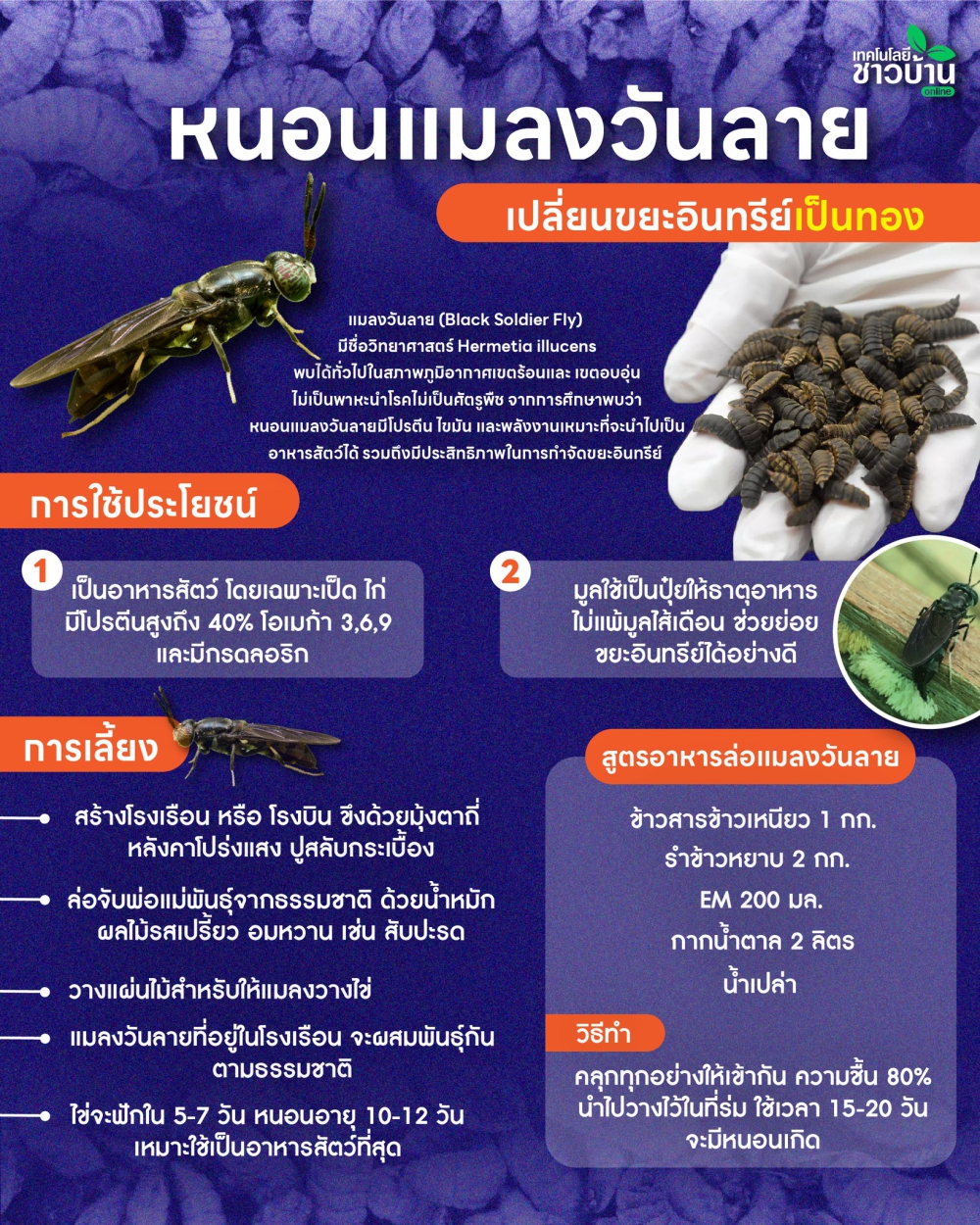 หนอนแมลงวันลาย