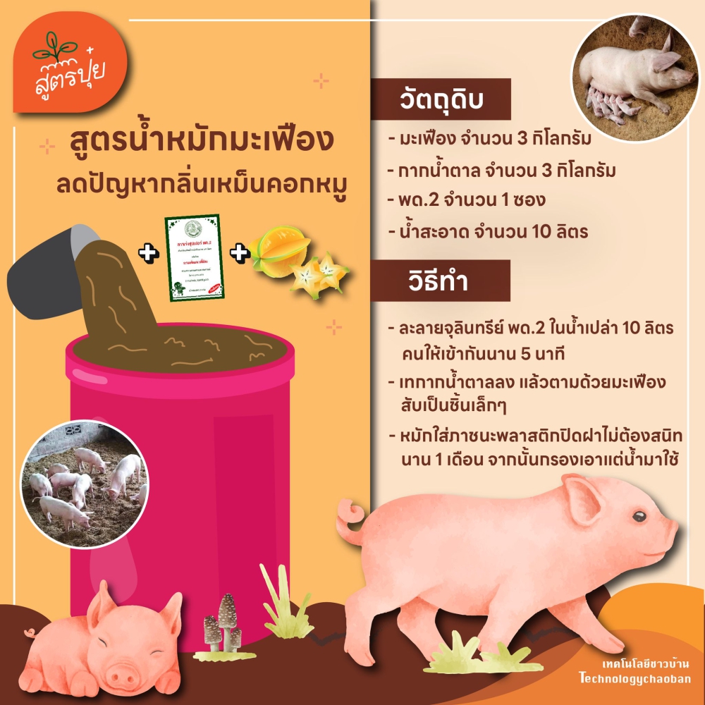 สูตรน้ำหมักมะเฟืองลดปัญหากลิ่นเหม็นคอกหมู