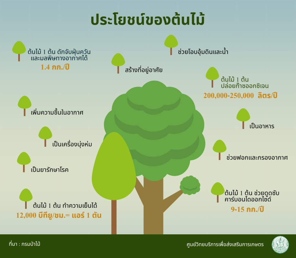 ประโยชน์ของต้ยไม้