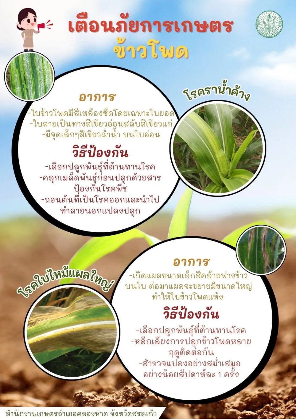 เตือนภัย การเกษตรข้าวโพด