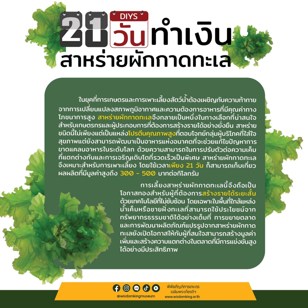 21 วันทำเงิน สาหร่ายผักกาดทะเล