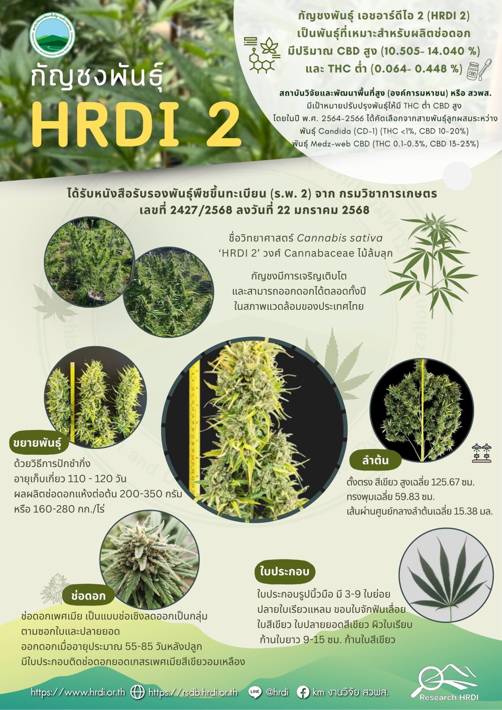 กัญชงพันธุ์ HRDI 2