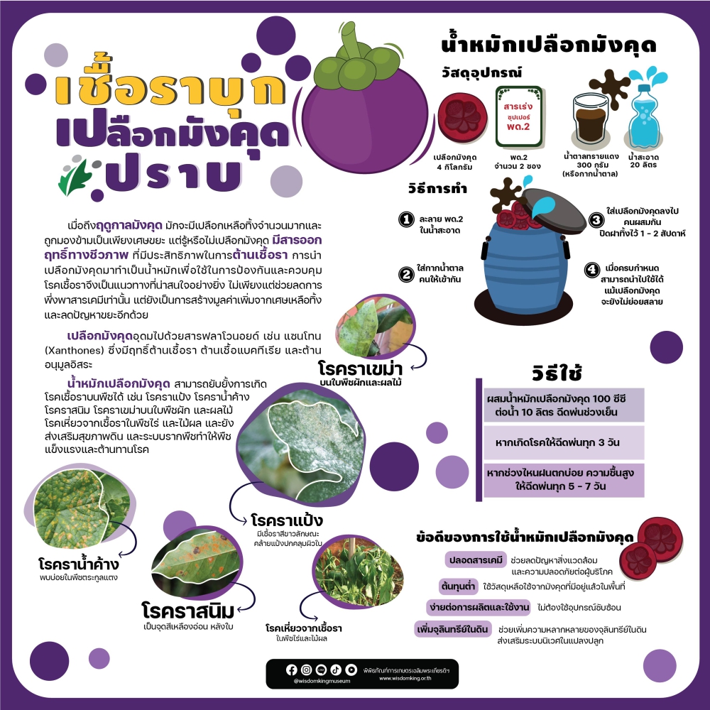 เชื้อราบุก เปลือกมังคุดปราบ