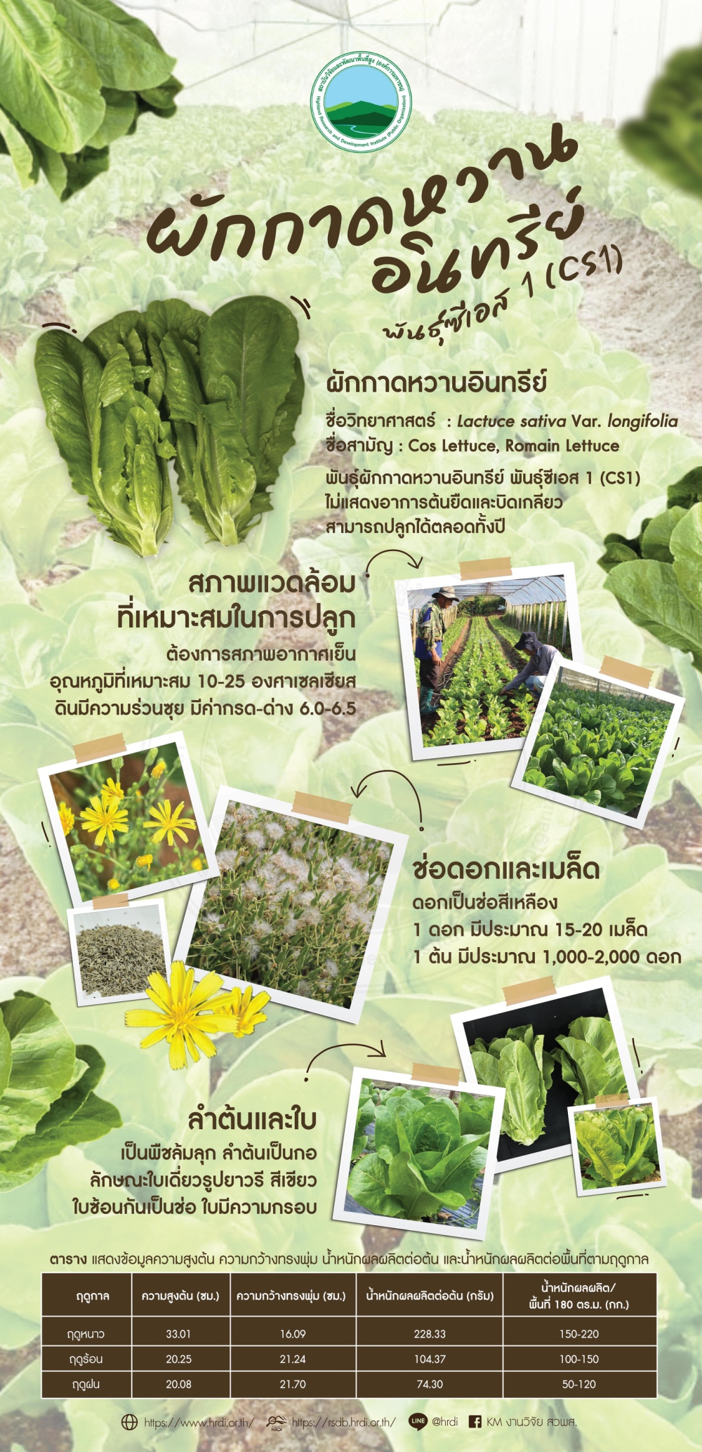 ผักกาดหวานอินทรีย์ พันธุ์ซีเอส 1 (CS1)