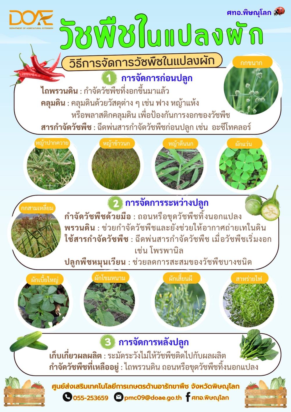วัชพืชในแปลงผัก