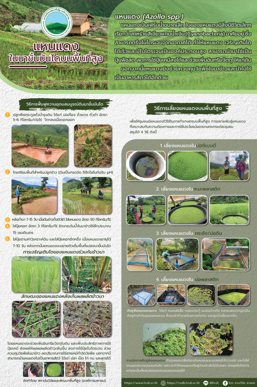 แหนแดงในนาขั้นบันไดบนพื้นที่สูง