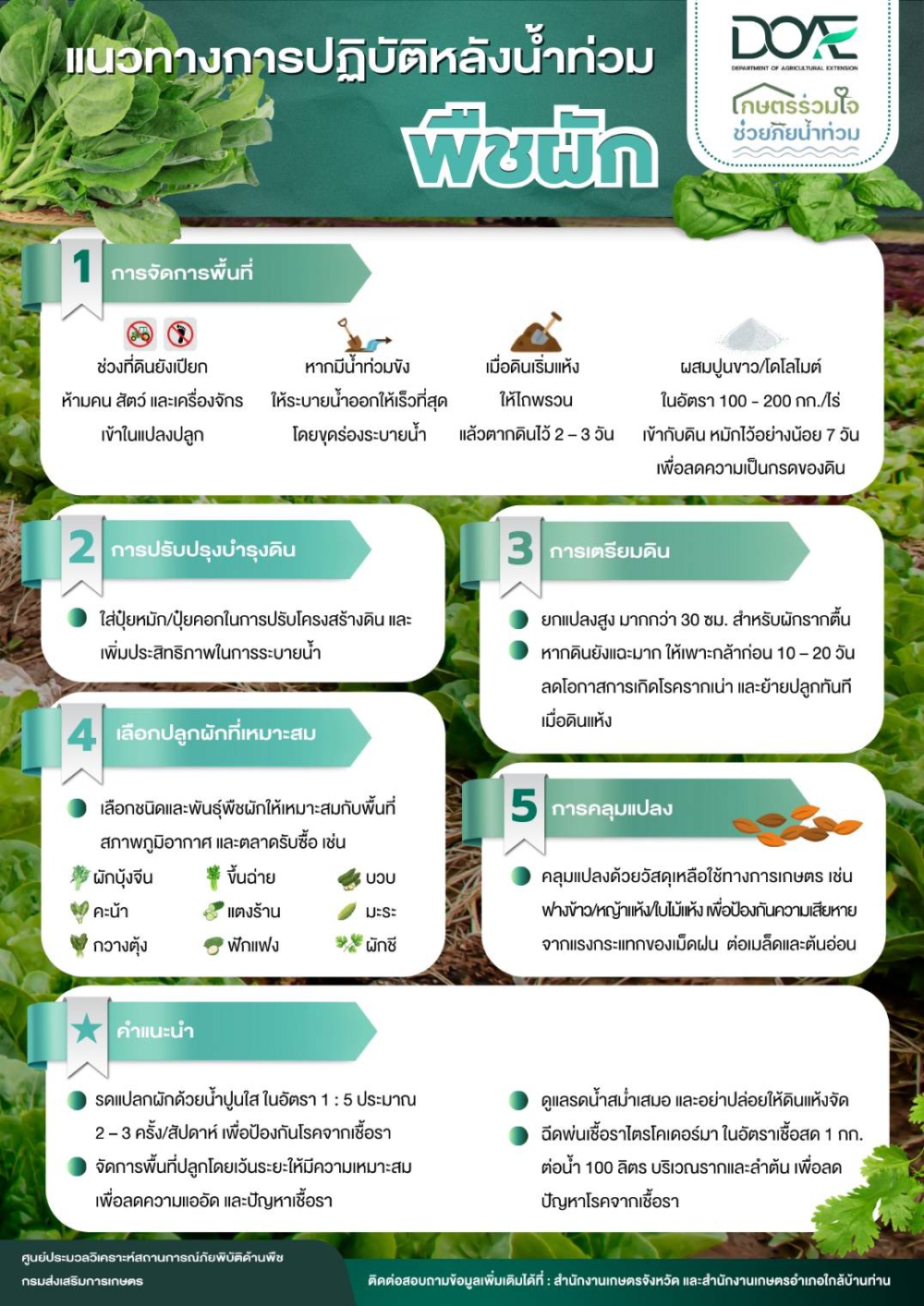 แนวทางการปฏิบัติหลังน้ำท่วม “พืชผัก”