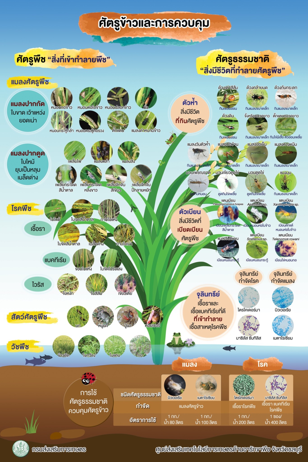 ศัตรูข้าวและการควบคุม