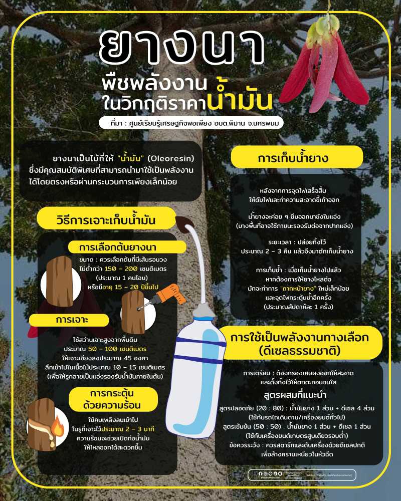 ยางนา พืชพลังงานในวิกฤติราคาน้ำมัน