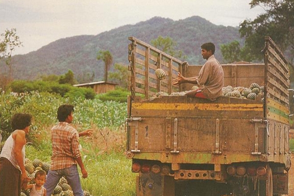 ผลิตผลของสมาชิกสหกรณ์การเกษตรกลัดหลวง อำเภอท่ายาง จังหวัดเพชรบุรี