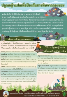 ปลูกหญ้าแฝกเพื่อป้องกันสารพิษจากกองขยะ