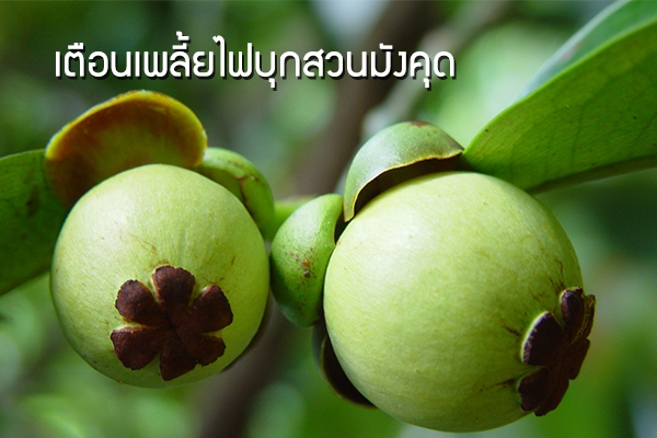 เตือนเพลี้ยไฟบุกสวนมังคุด