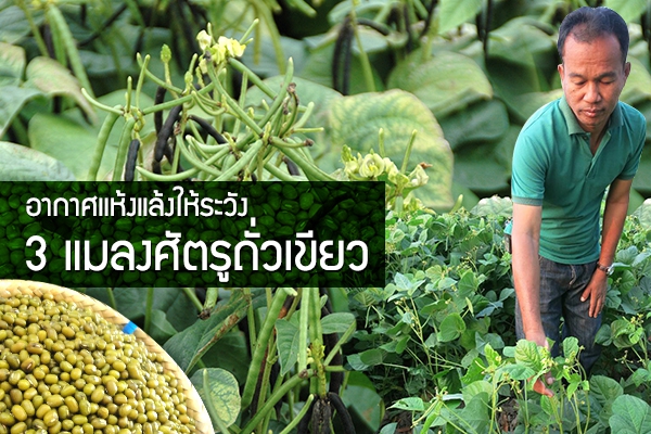 อากาศแห้งแล้งให้ระวัง 3 แมลงศัตรูถั่วเขียว