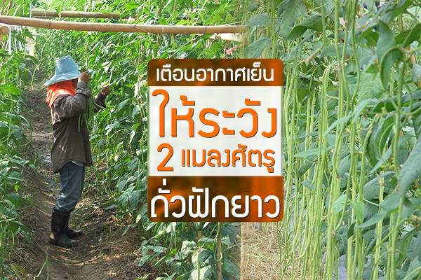 เตือนอากาศเย็นให้ระวัง 2 แมลงศัตรูถั่วฝักยาว