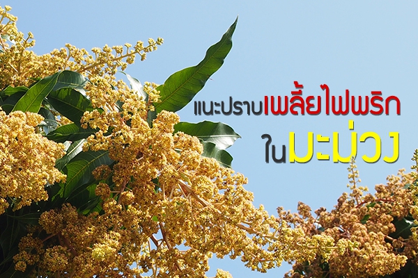 แนะปราบเพลี้ยไฟพริกในมะม่วง