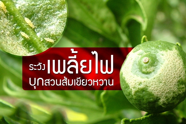 ระวังเพลี้ยไฟบุกสวนส้มเขียวหวาน