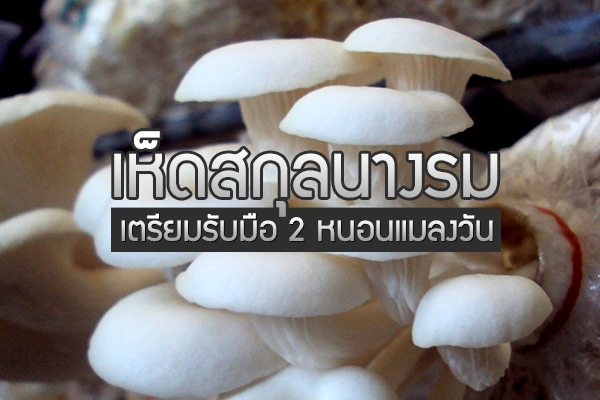 เห็ดสกุลนางรมเตรียมรับมือ 2 หนอนแมลงวัน