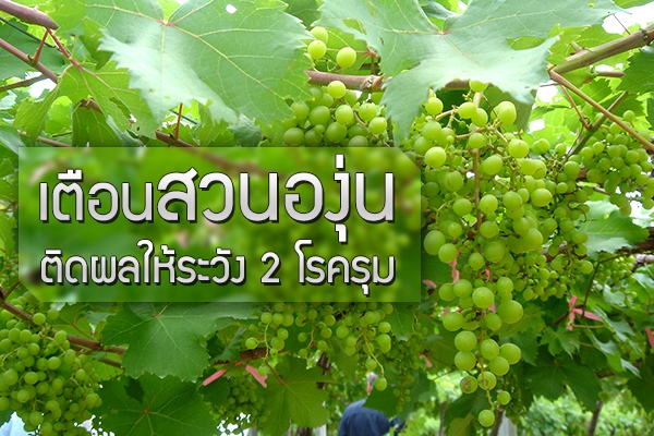 เตือนสวนองุ่นติดผลให้ระวัง 2 โรครุม