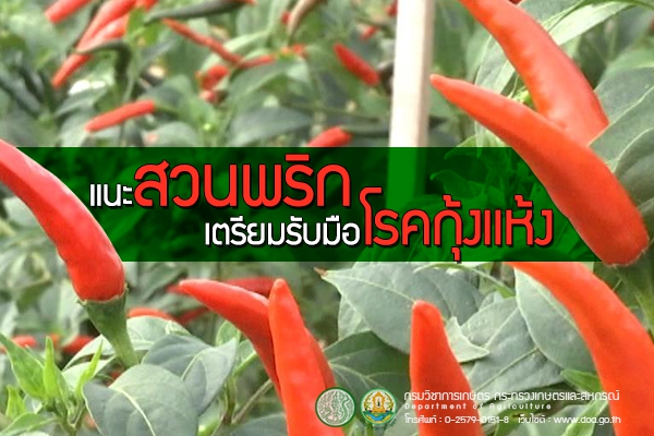 แนะสวนพริกเตรียมรับมือโรคกุ้งแห้ง