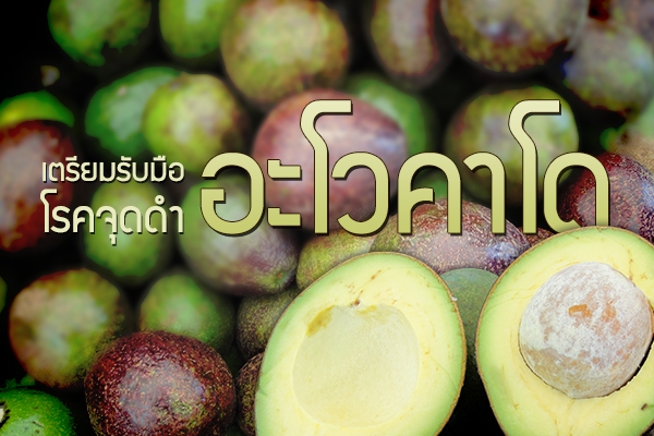 เตรียมรับมือโรคจุดดำอะโวคาโด