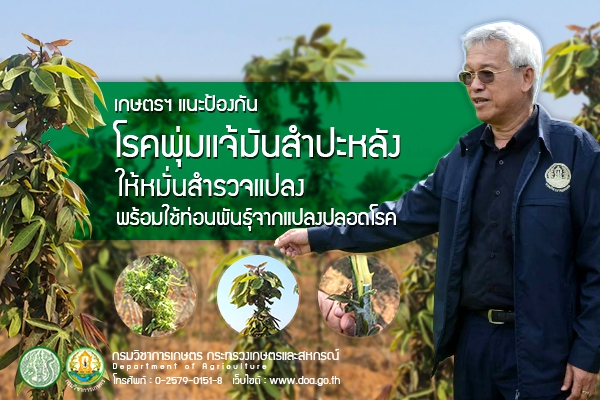 เกษตรฯแนะป้องกันโรคพุ่มแจ้มันสำปะหลัง