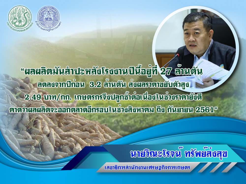 เกษตรกรมันสำปะหลัง โกยเงิน หลังราคามันพุ่ง 2.49 บาท/กก.