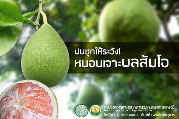 ฝนชุกให้ระวังหนอนเจาะผลส้มโอ