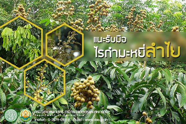 แนะรับมือไรกำมะหยี่ลำไย