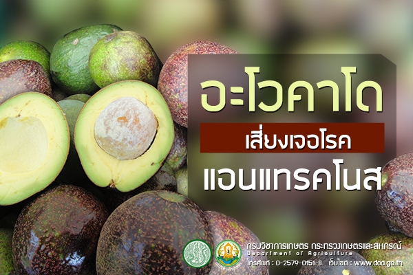 อะโวคาโดเสี่ยงเจอโรคแอนแทรคโนส