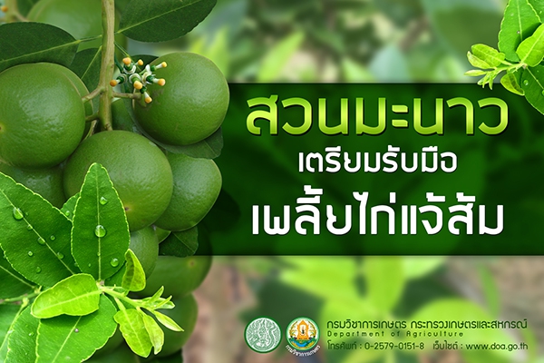 สวนมะนาวเตรียมรับมือเพลี้ยไก่แจ้ส้ม