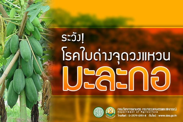 ระวังโรคใบด่างจุดวงแหวนมะละกอ