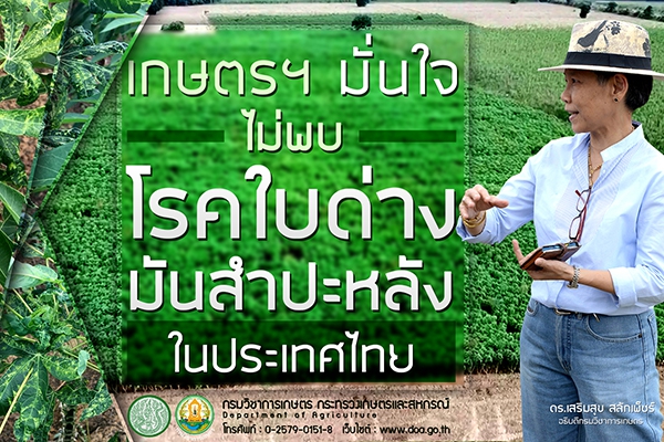 เกษตรฯ มั่นใจไม่พบโรคใบด่างมันสำปะหลังในประเทศไทย