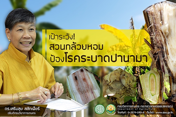 เฝ้าระวังสวนกล้วยหอมป้องโรคระบาดปานามา