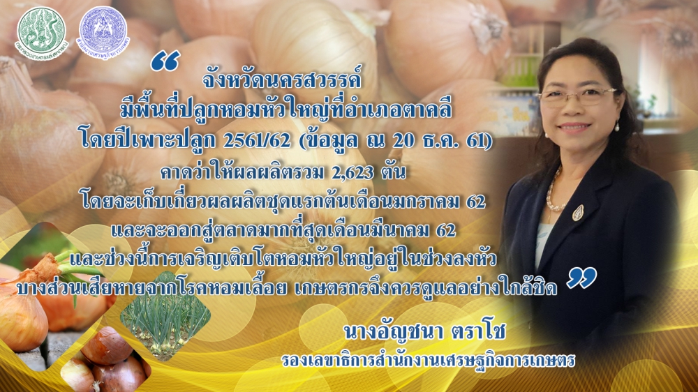 ติดตามหอมหัวใหญ่อ.ตาคลีเตือนเกษตรกรระวังหอมเลื้อย