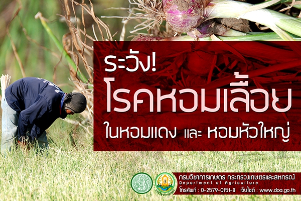 ระวังโรคหอมเลื้อยในหอมแดงและหอมหัวใหญ่