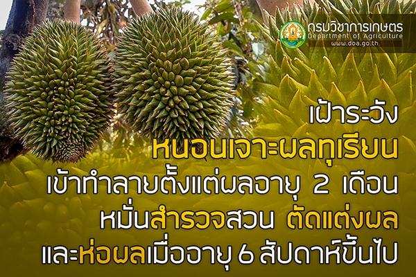 แนะปราบหนอนเจาะผลทุเรียน