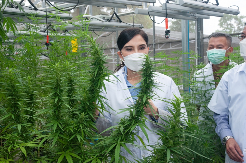 “รมช.มนัญญา” เดินเครื่องงานวิจัยพืชสกุลกัญชาเต็มสูบ