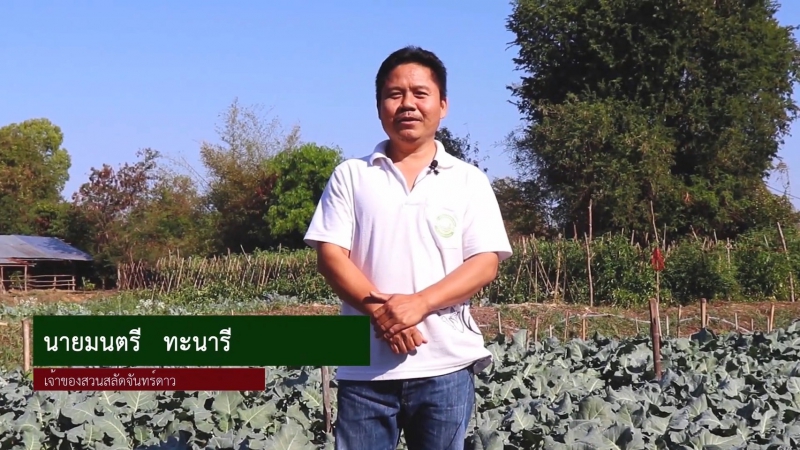 สวนสลัดจันทร์ดาว ผักเมืองหนาวมาตรฐาน GAP ที่ขอนแก่น