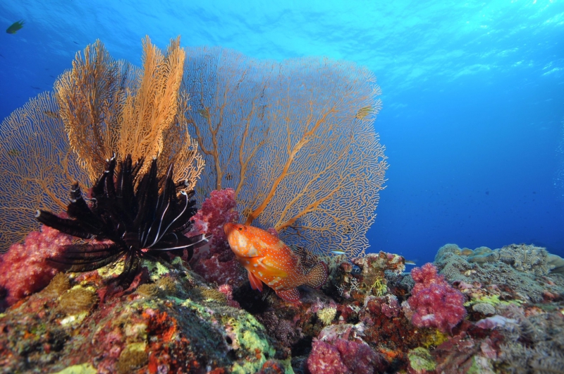 กรมประมงย้ำ!!!กัลปังหาดอกไม้ทะเลปะการัง