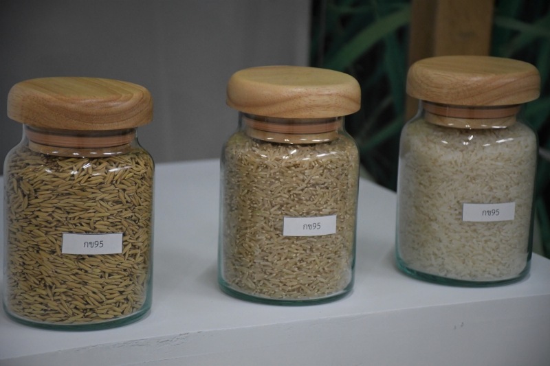 กรมการข้าวเปิดตัวข้าวน้องใหม่